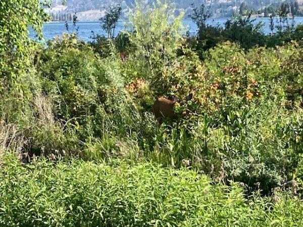 lions park aggressive deer 2