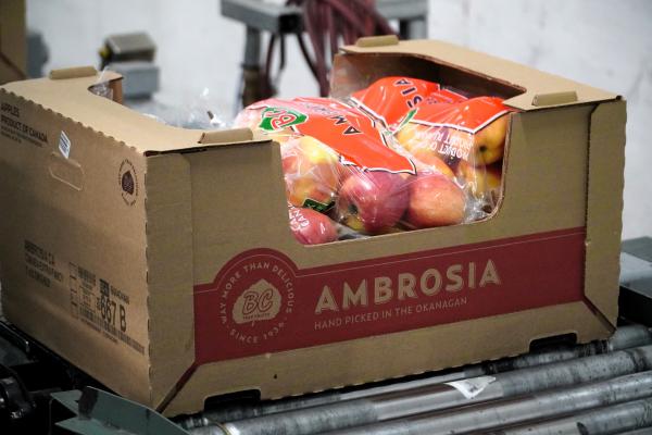 20240223 BC Tree Fruits Tour Ambrosia Apples