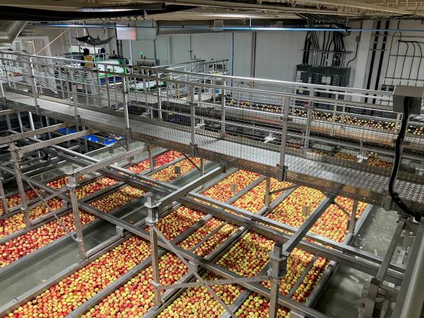 20240223 BC Tree Fruits apples