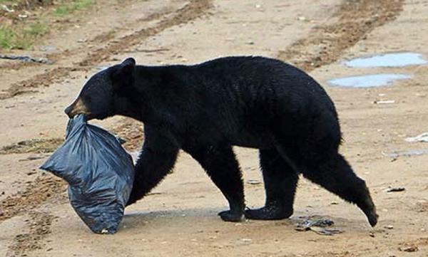 Bear Aware