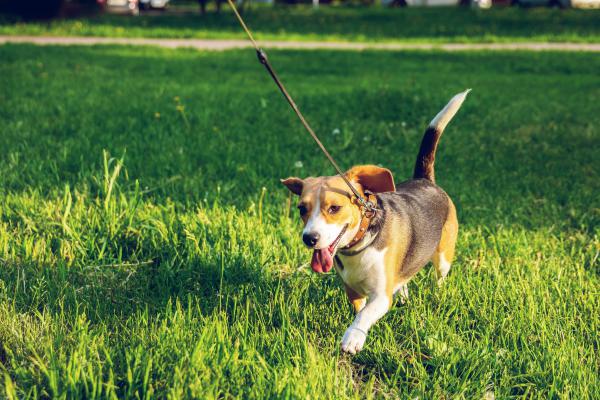 dog onleash pexels artem