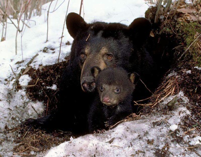 Bear Cub den