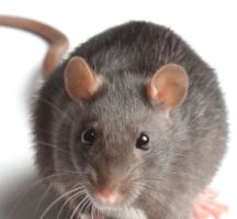 Rat