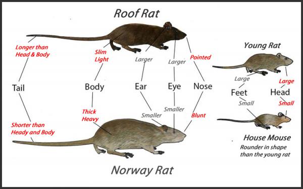 rats mice comp