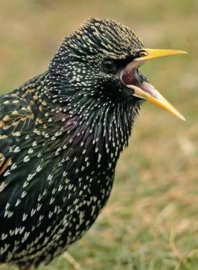 Starling pic single