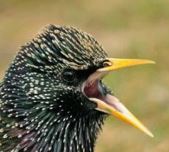 Starling