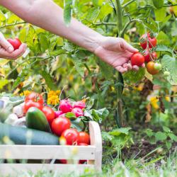 veggies garden