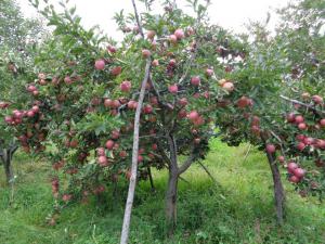 loaded fruit tree