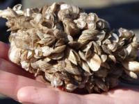 zebra mussels4