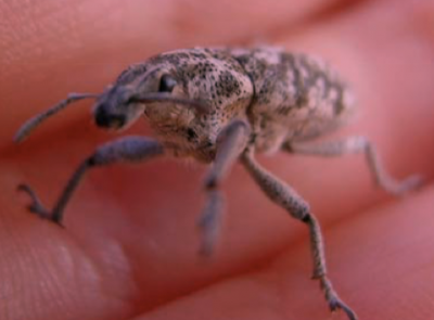 weevil