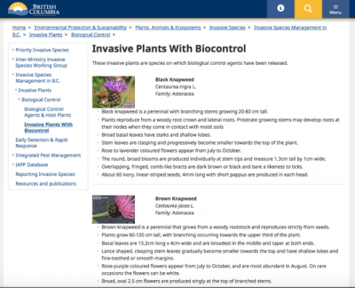 Invasive Plants