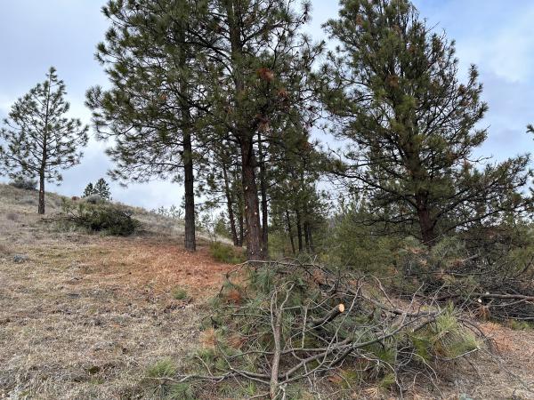 Location in West Bench where the removal of dead trees is taking place.