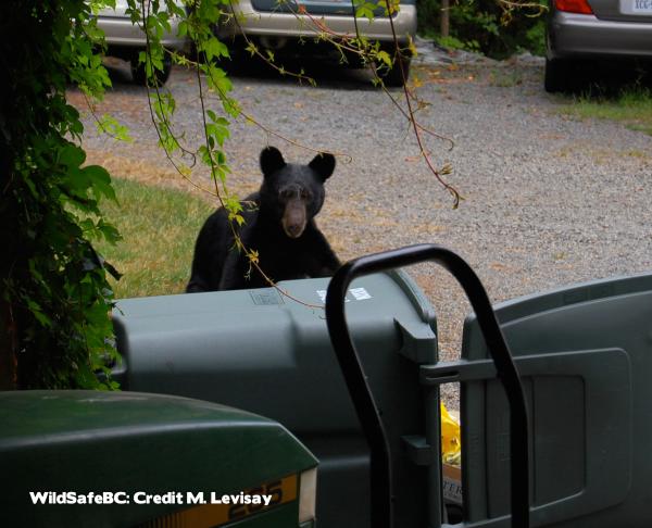 Black bear trashbin Mark Levisay