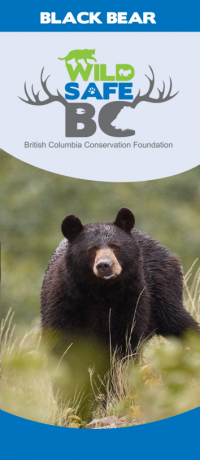 bb brochure