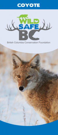 coyote brochure
