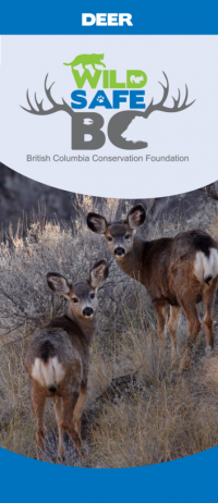 deer brochure