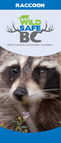 raccoon brochure