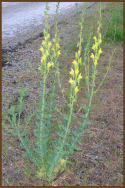 Dalmatian_Toadflax.gif