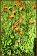 Orange_Hawkweed.gif