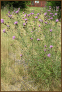 Spotted_knapweed.gif