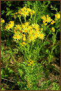 Tansy_Ragwort.gif