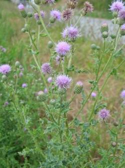 Canada_thistle_LScott_2005.jpg