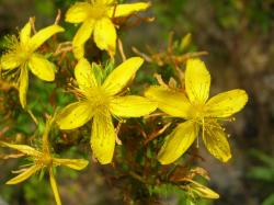 St_Johns_wort_002.jpg