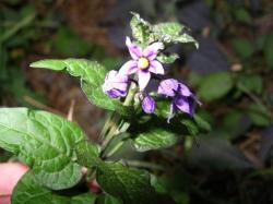 climbing_nightshade_001SMALLER.jpg