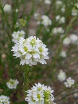 hoary_alyssum_flower_LScott.jpg