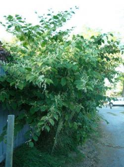 knotweed_20in_20bloom_LScott_20001.jpg