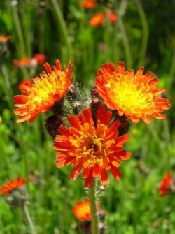 orange_hawkweed_Princeton__2009_LScott_005__2_.jpg