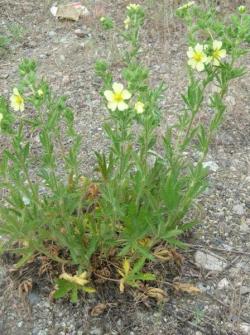 sulphur_cinquefoil_LScott.jpg