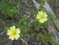 sulphur_cinquefoil_LScott_011.jpg