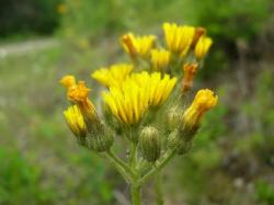 tall_hawkweed_July_09_LScott_003__2_.jpg