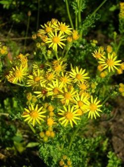 tansy_ragwort_flowers_LScott__3_.jpg