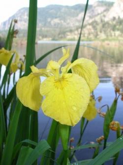 yellow_iris__flower_Lisa_Scott__2_.jpg