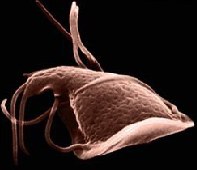 water_giardia.jpg