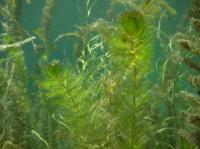 Aquatic Invasive Plants3