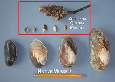 Zebra and Quagga Mussels8