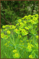 Leafy_spurge.gif