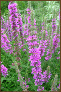 Purple_loosestrife.gif