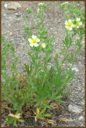 Sulphur_Cinquefoil.gif