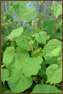 Velvetleaf.gif