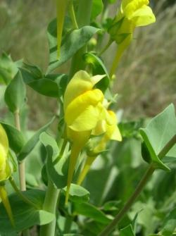 Dalmatian_toadflax_LScott_002.jpg