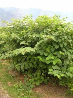 Japanese_knotweed_July_08_LScott.jpg