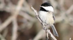 RRMBlack_Capped_Chickadee_SMALL.jpg