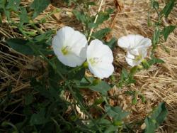 bindweed_003__2_.jpg