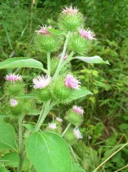 burdock_flowers_LScott_2007__3_.jpg