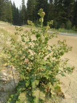 burdock_whole_plant__2_.jpg