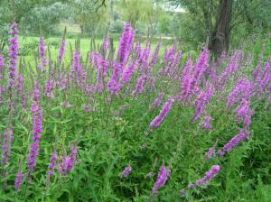 purple_loosestrife_006.jpg